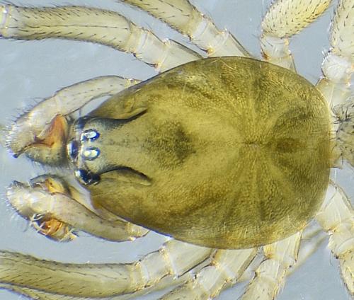 Monocephalus fuscipes
